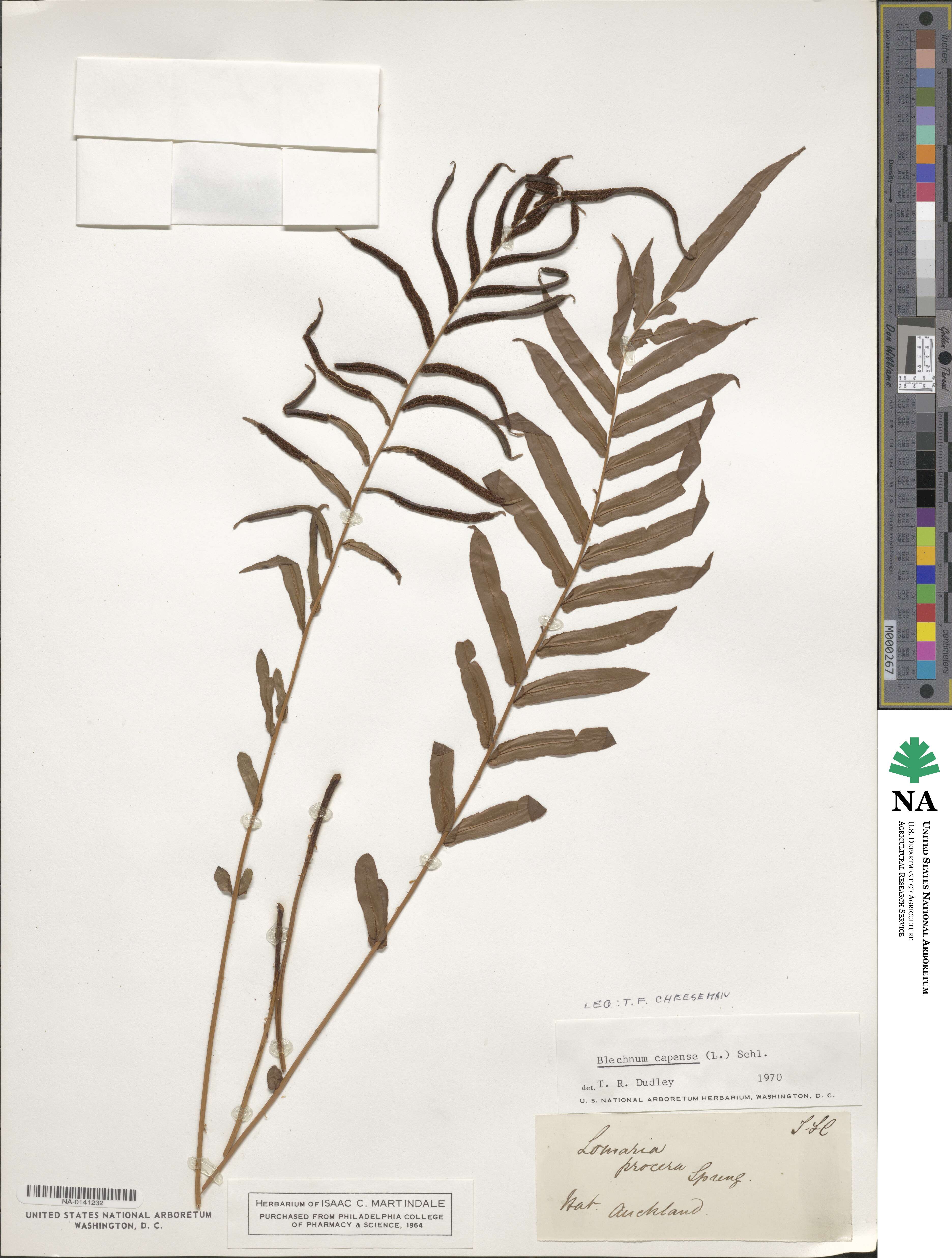 Blechnum capense image