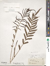 Blechnum capense image