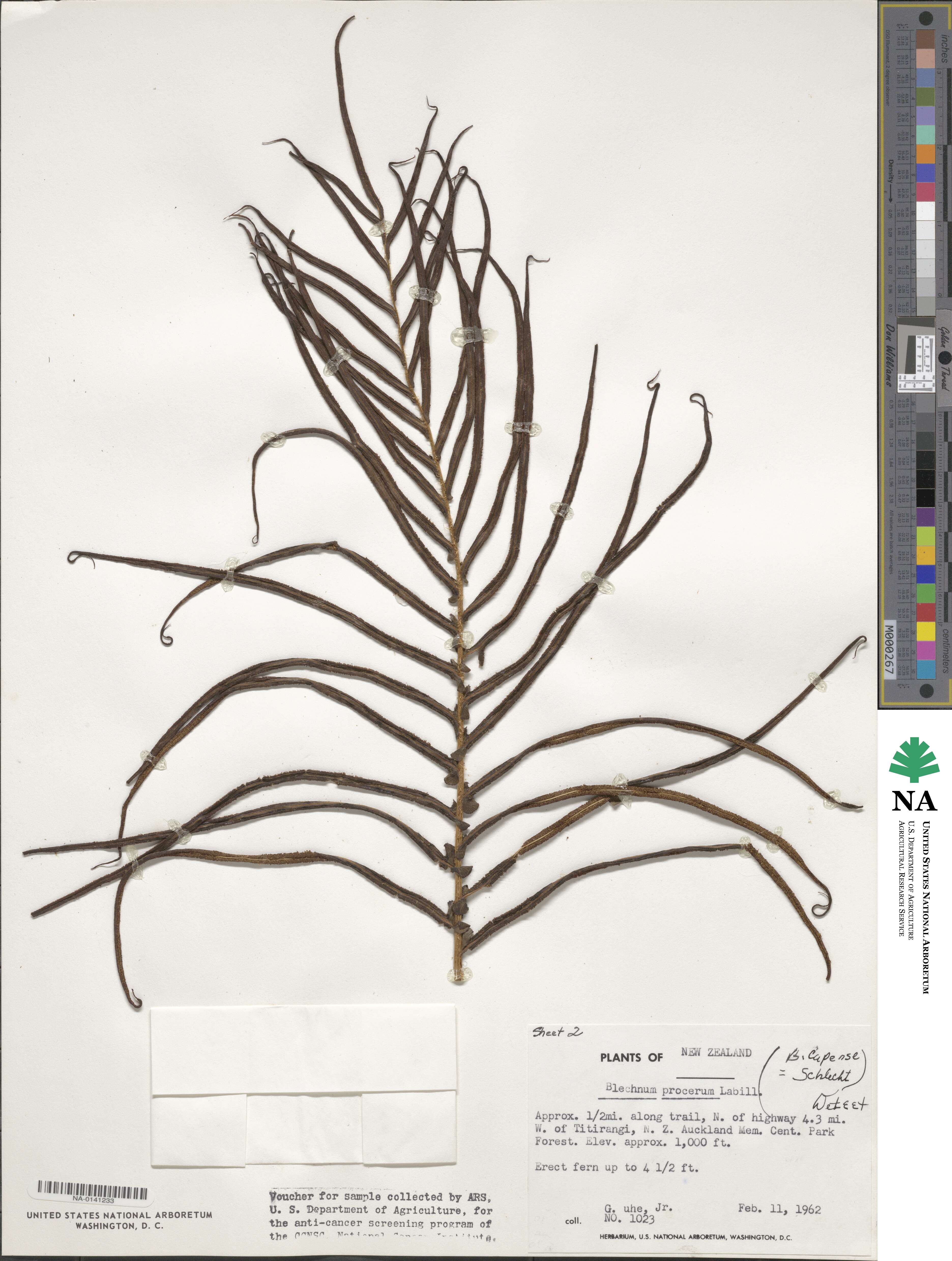 Blechnum capense image