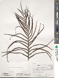 Blechnum capense image