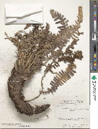 Image of Austroblechnum durum