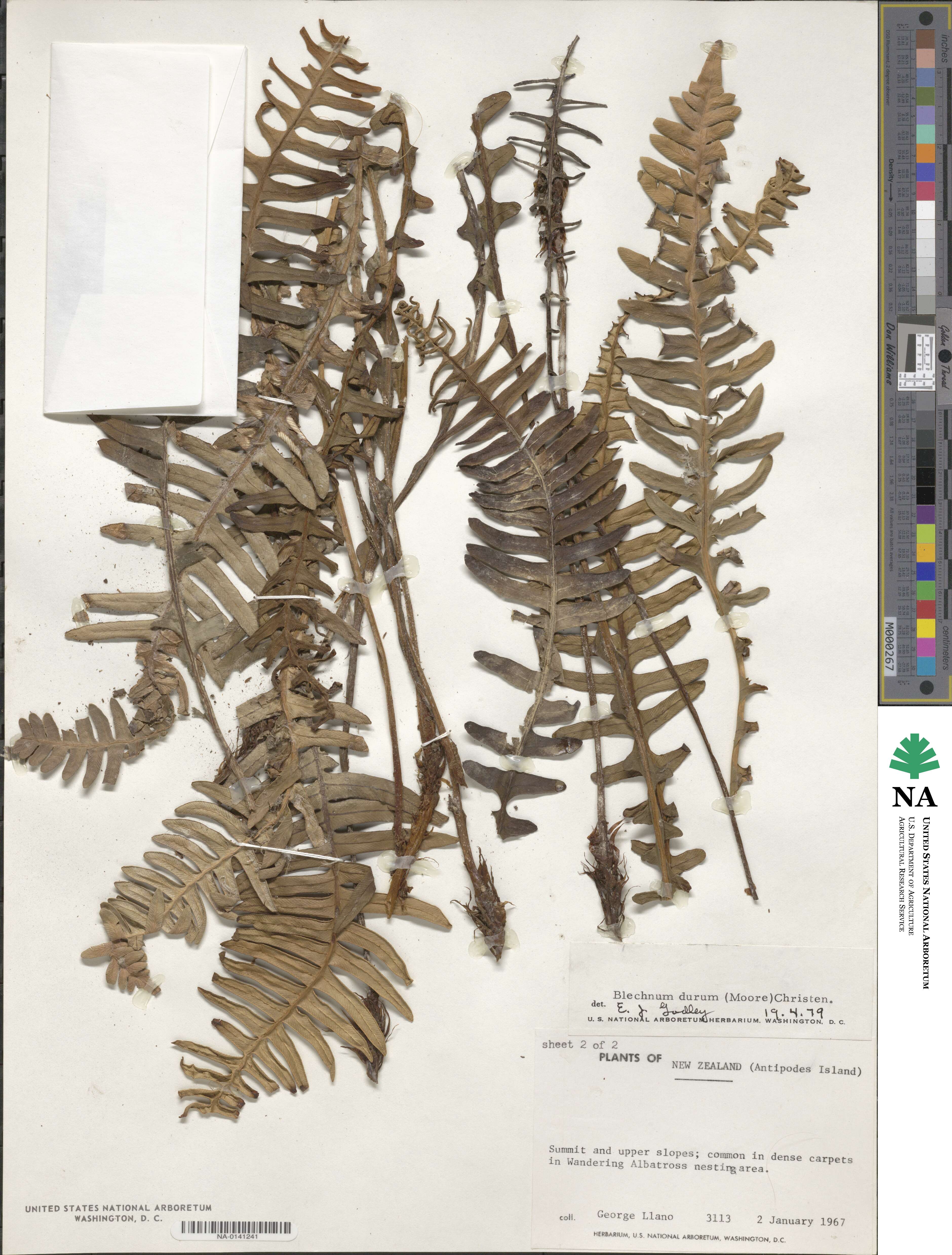 Austroblechnum durum image