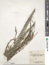 Image of Cranfillia fluviatilis