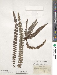 Cranfillia fluviatilis image