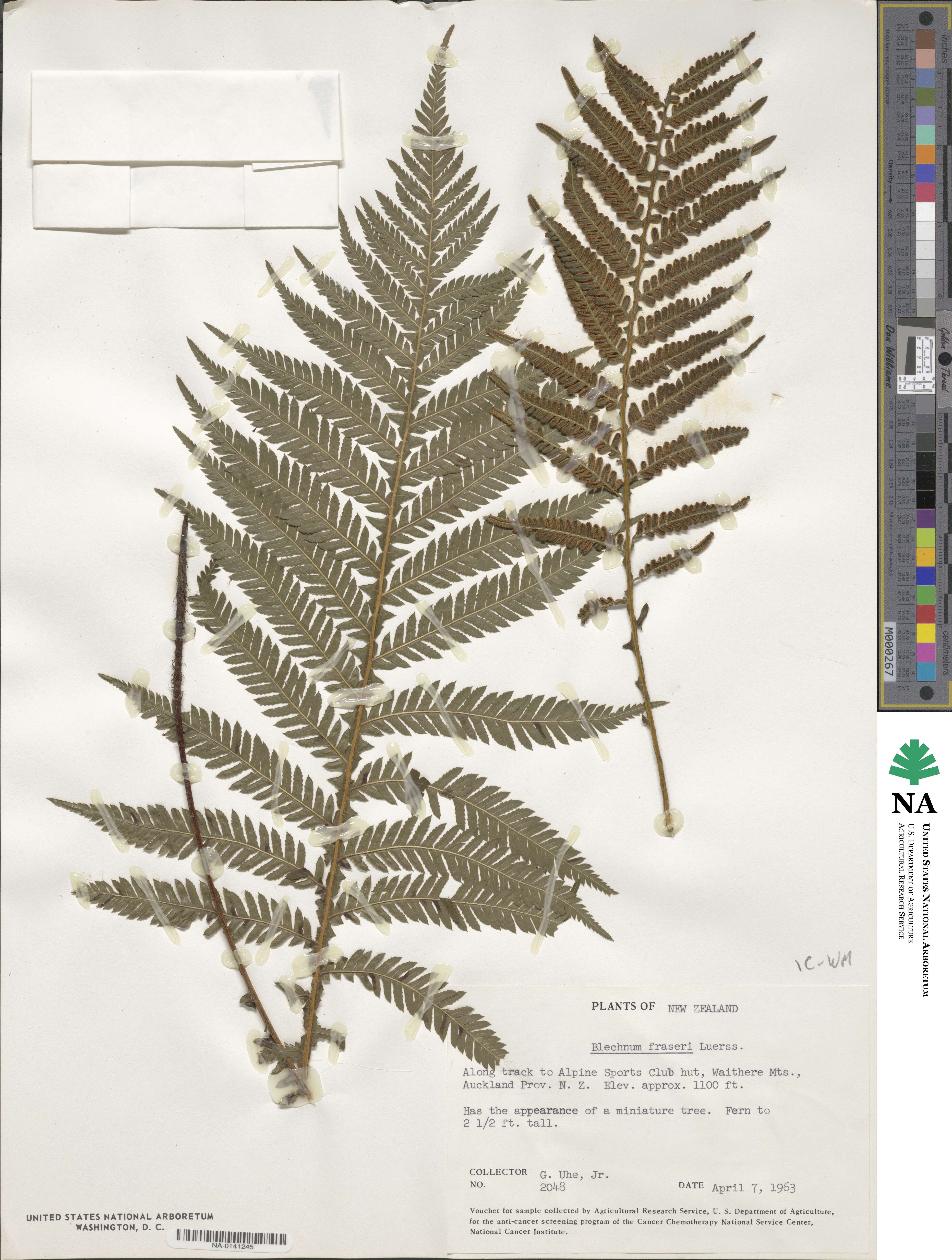 Diploblechnum image