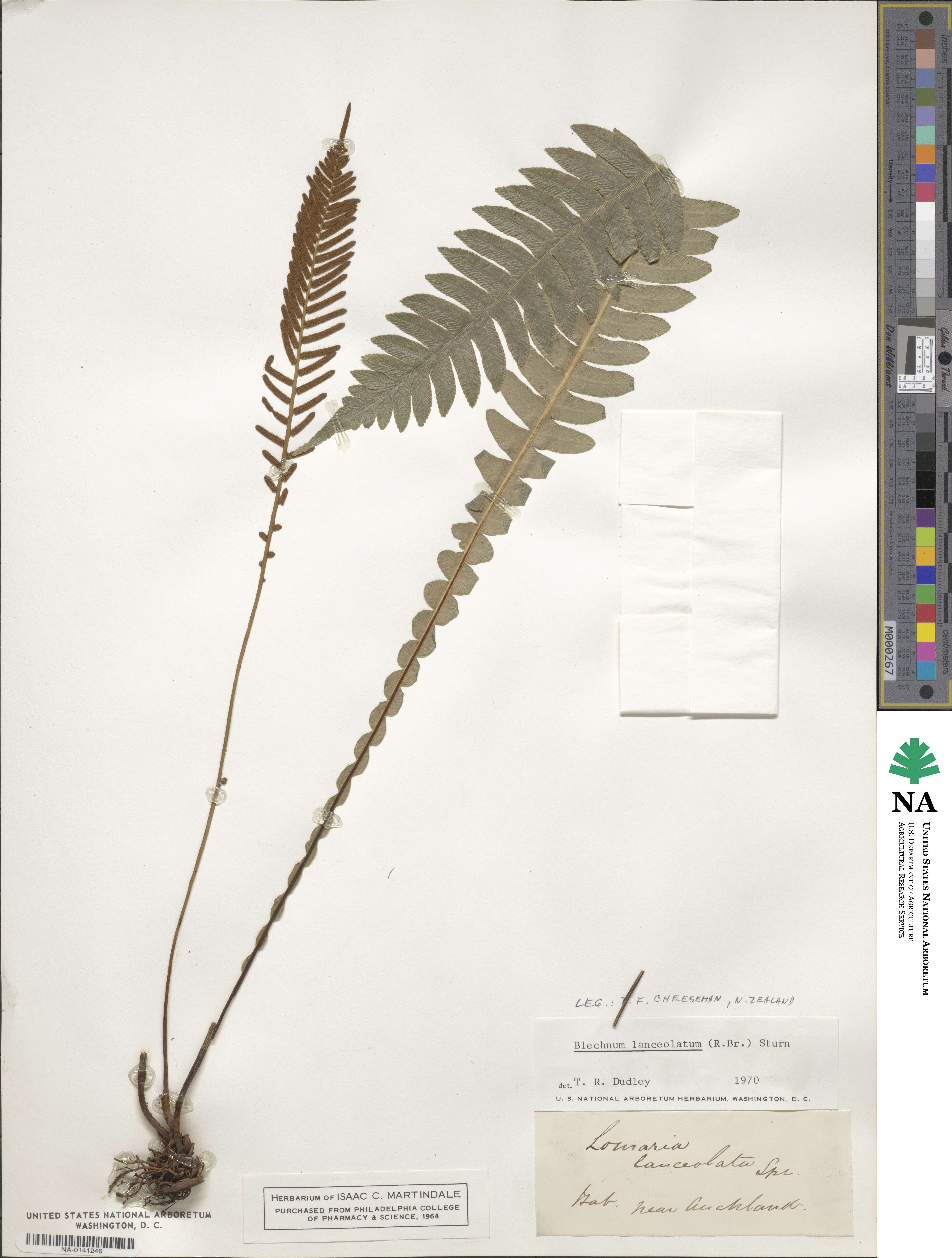 Blechnum lanceolatum image