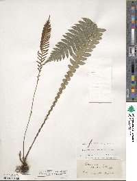 Image of Blechnum lanceolatum