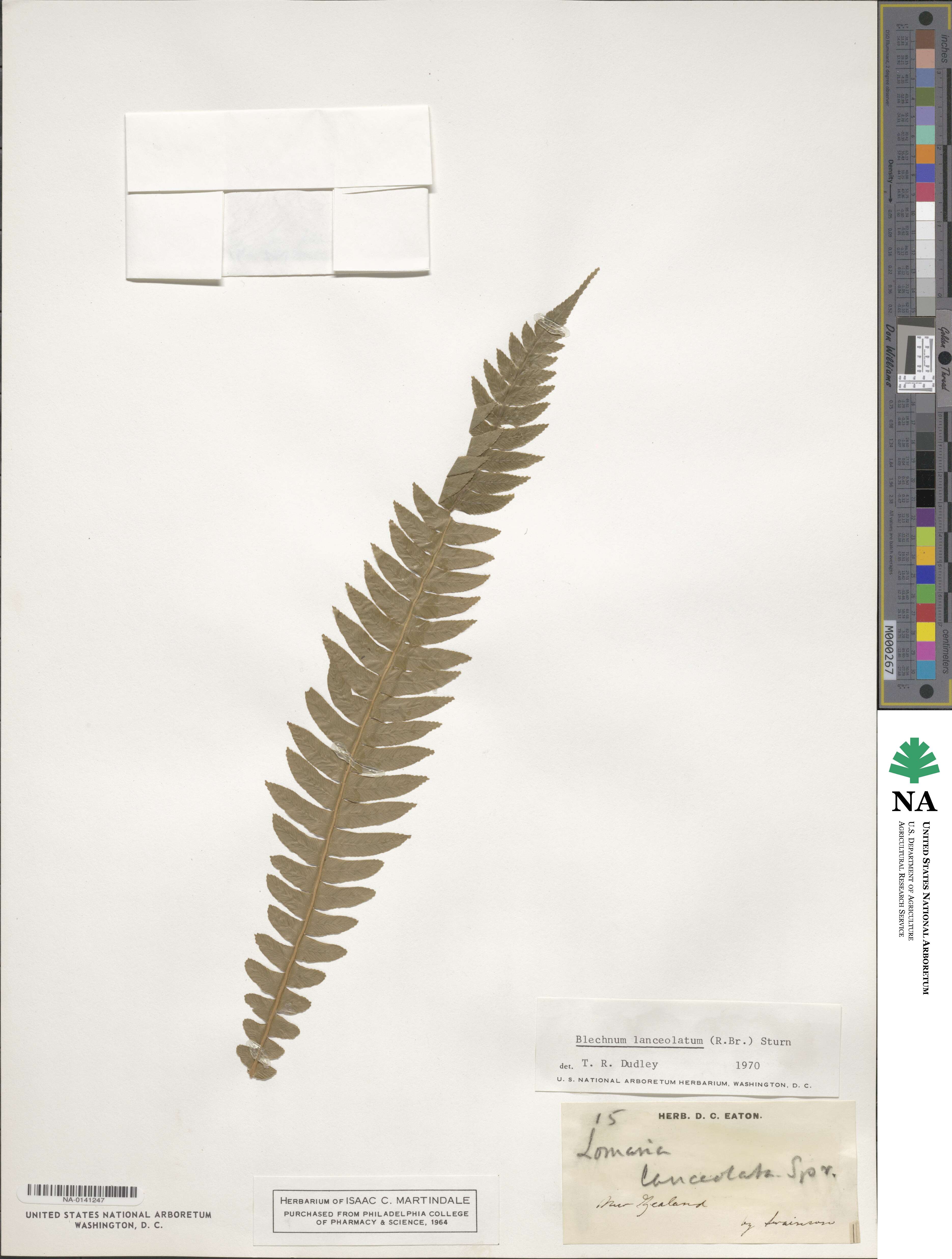 Blechnum lanceolatum image