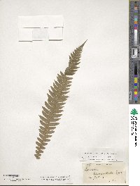 Blechnum lanceolatum image