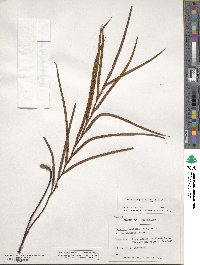 Austroblechnum patersonii image