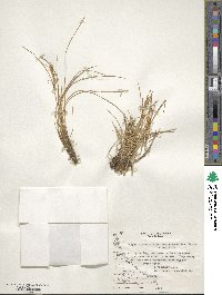 Carpha schoenoides image