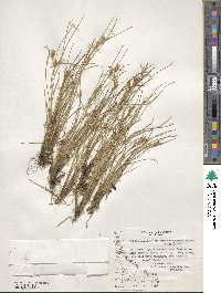 Carpha schoenoides image