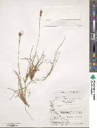 Carpha schoenoides image