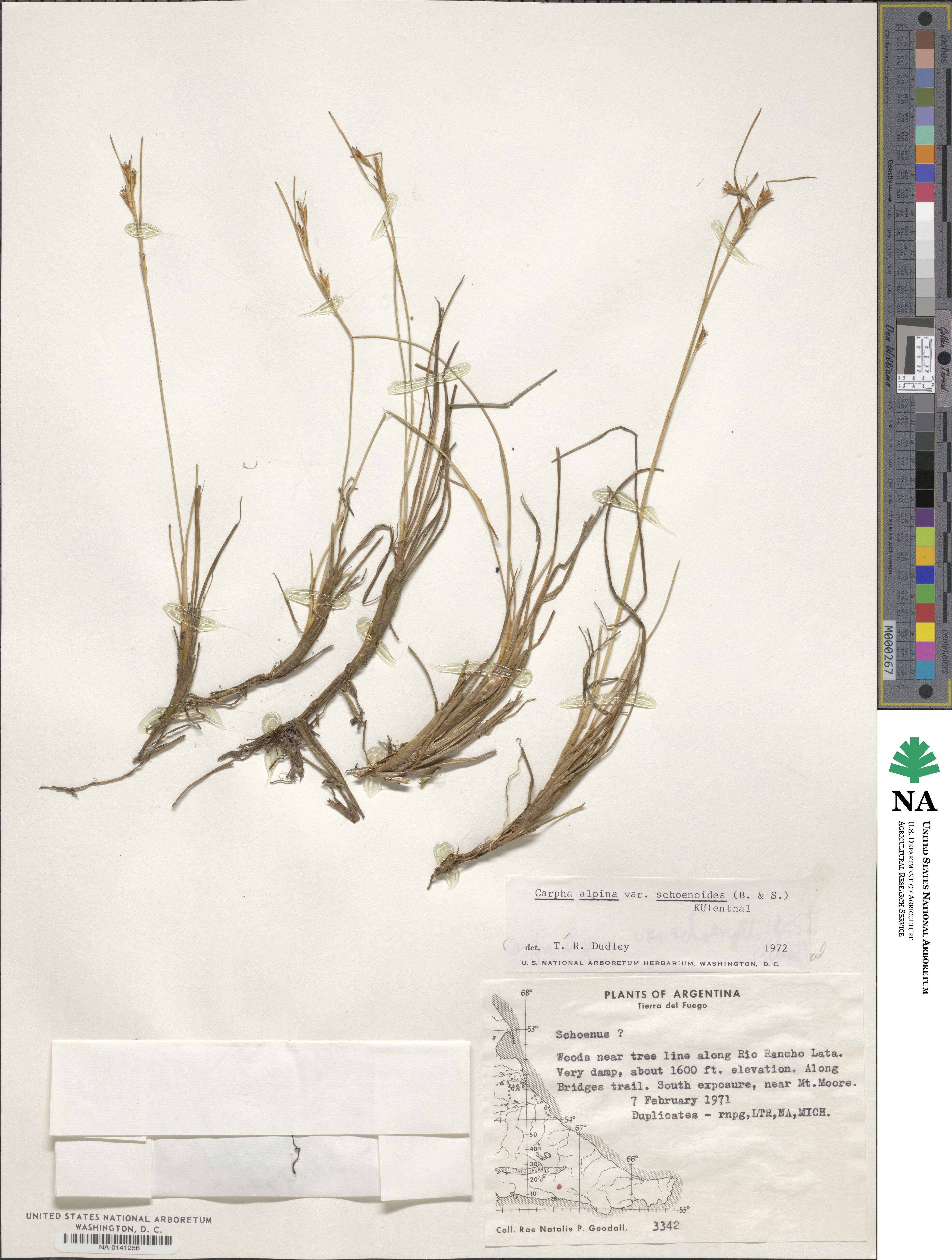 Carpha schoenoides image