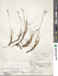 Carpha schoenoides image