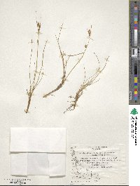 Carpha schoenoides image