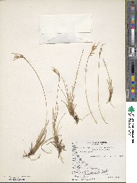 Carpha schoenoides image