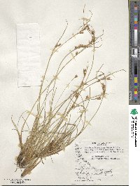 Carpha schoenoides image