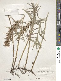 Dulichium arundinaceum image