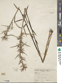 Dulichium arundinaceum image