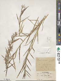 Dulichium arundinaceum image