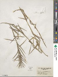 Dulichium arundinaceum image