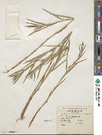 Dulichium arundinaceum image