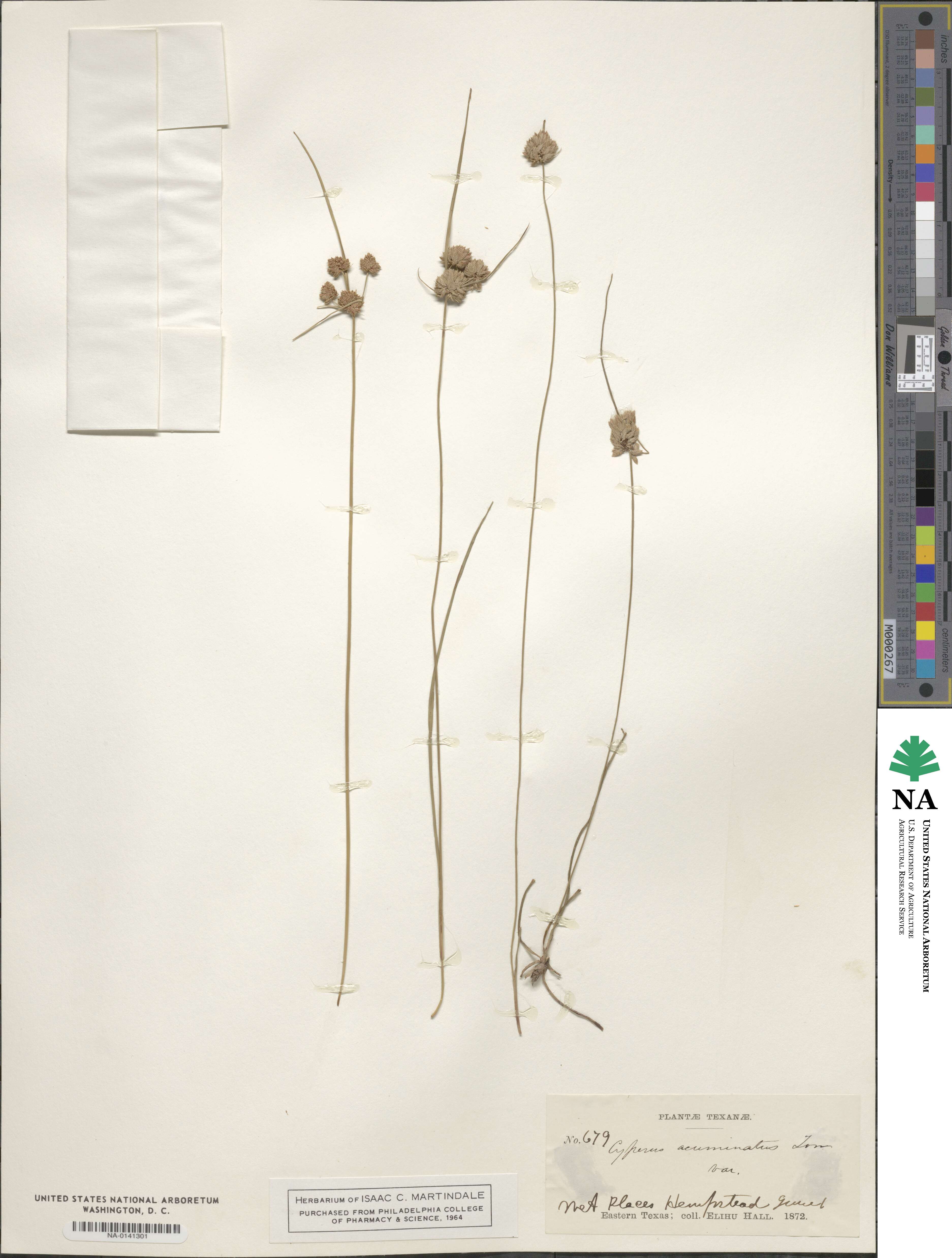 Cyperus acuminatus image