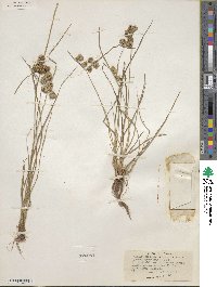 Cyperus acuminatus image