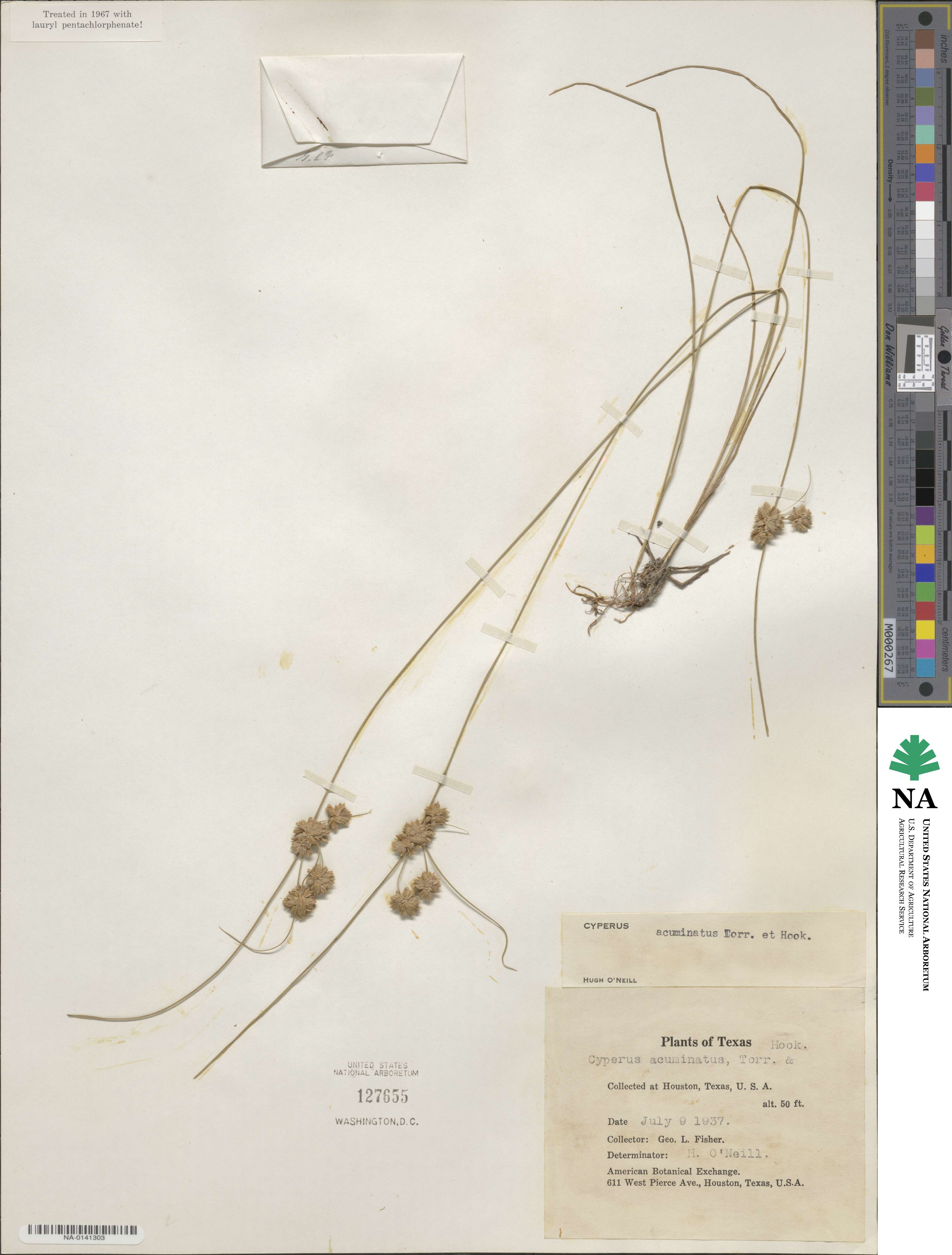 Cyperus acuminatus image