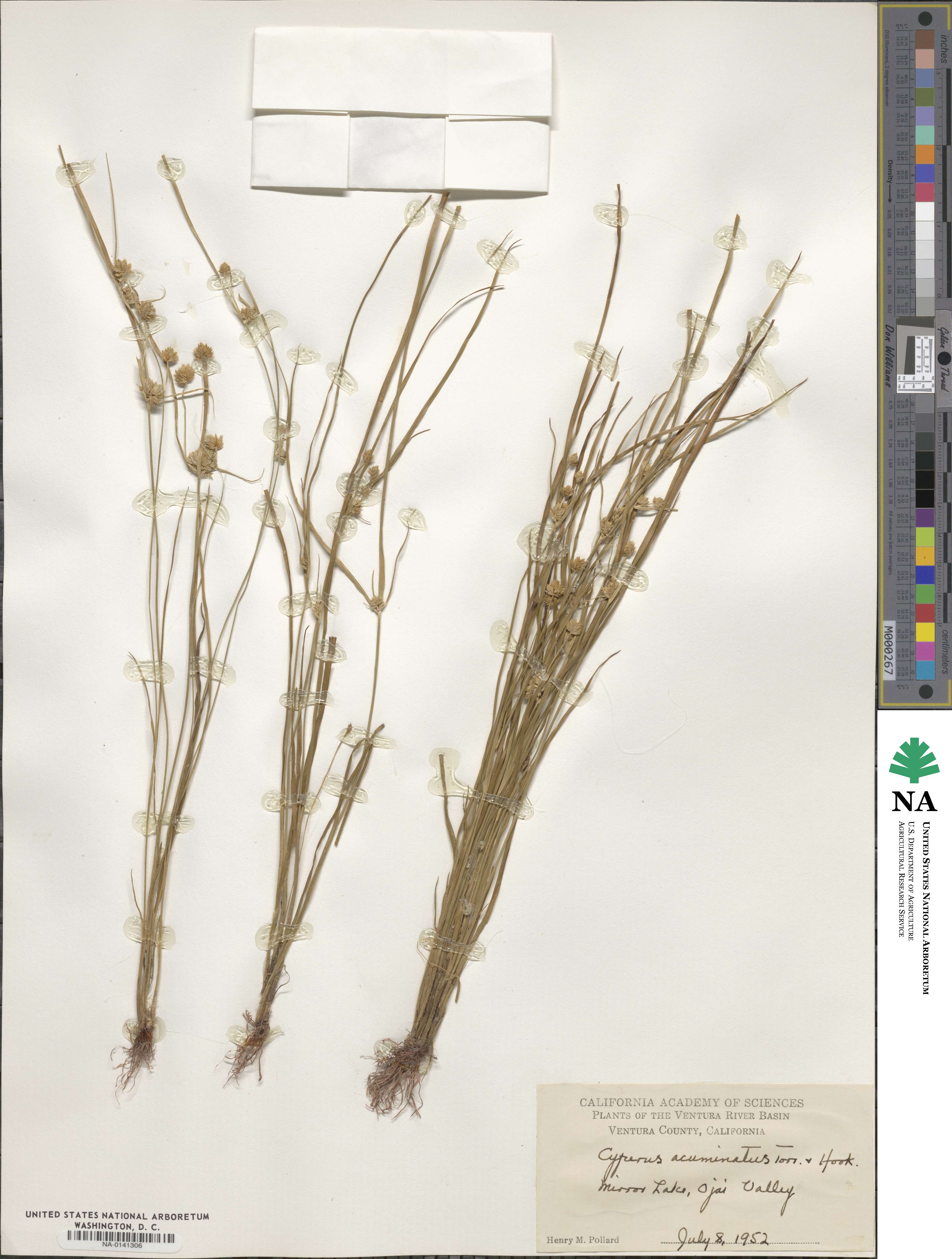 Cyperus acuminatus image