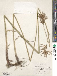 Cyperus articulatus image