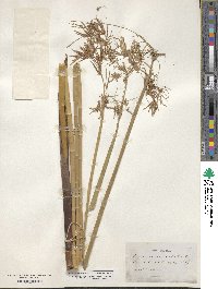 Cyperus articulatus image