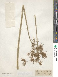 Cyperus articulatus image