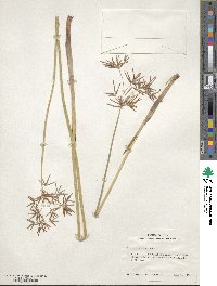 Cyperus articulatus image