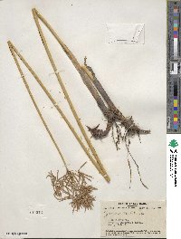 Cyperus articulatus image