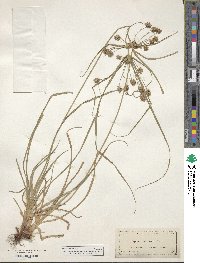 Cyperus croceus image