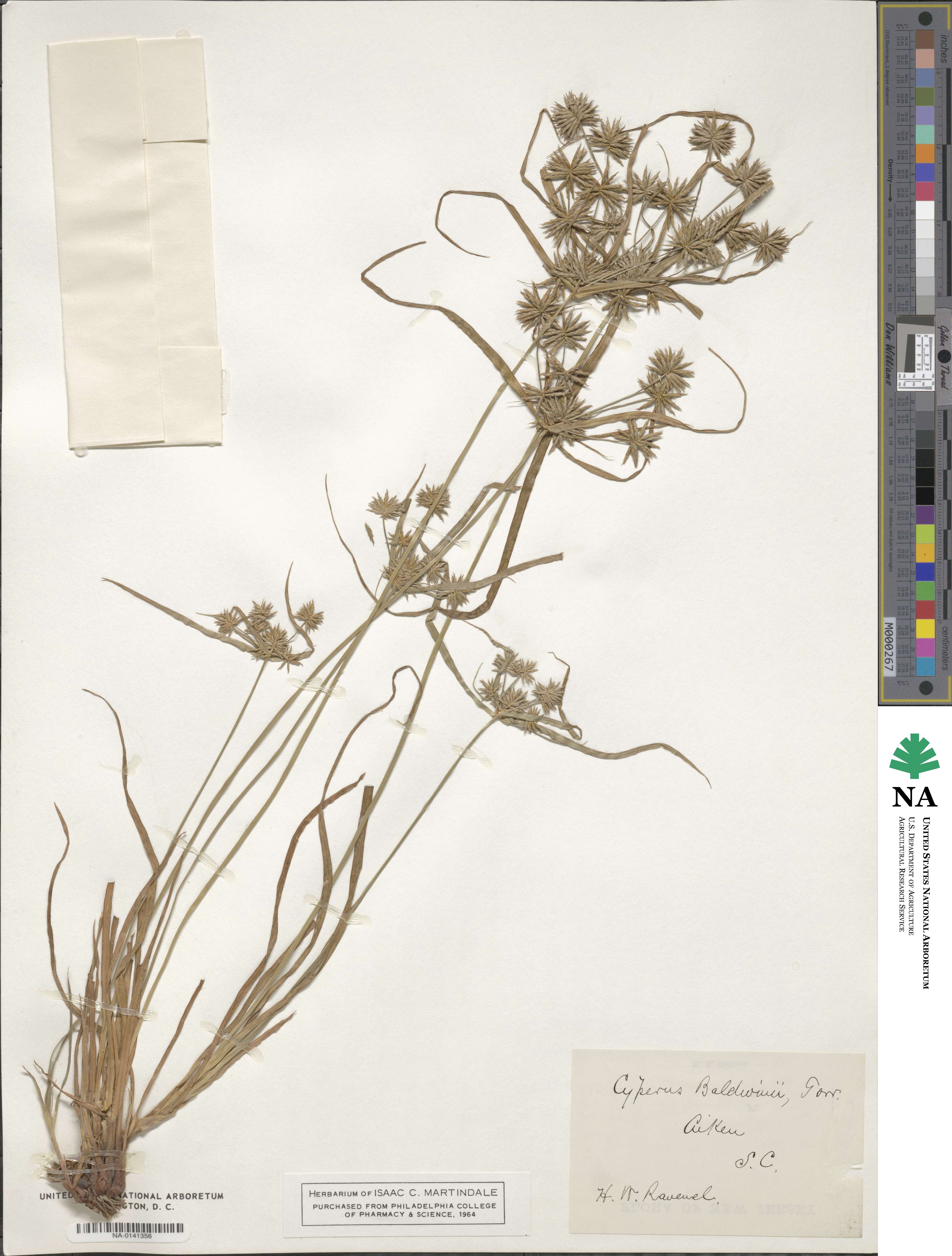 Cyperus croceus image