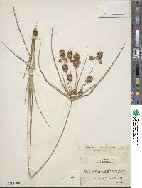 Cyperus retrorsus image