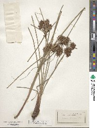 Cyperus brunneus image