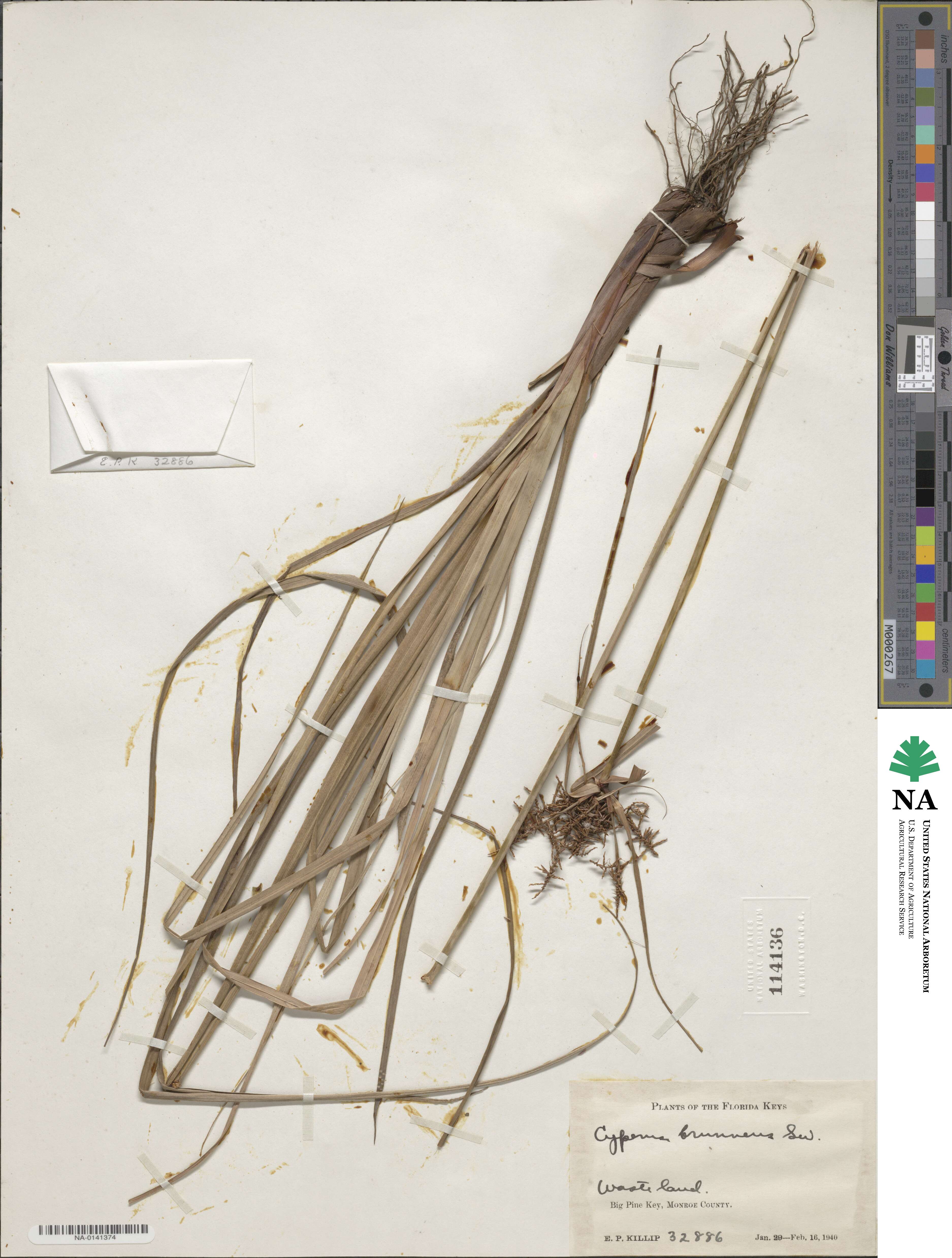 Cyperus brunneus image