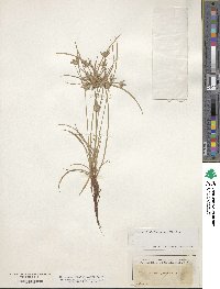 Cyperus compressus image