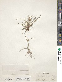 Cyperus compressus image