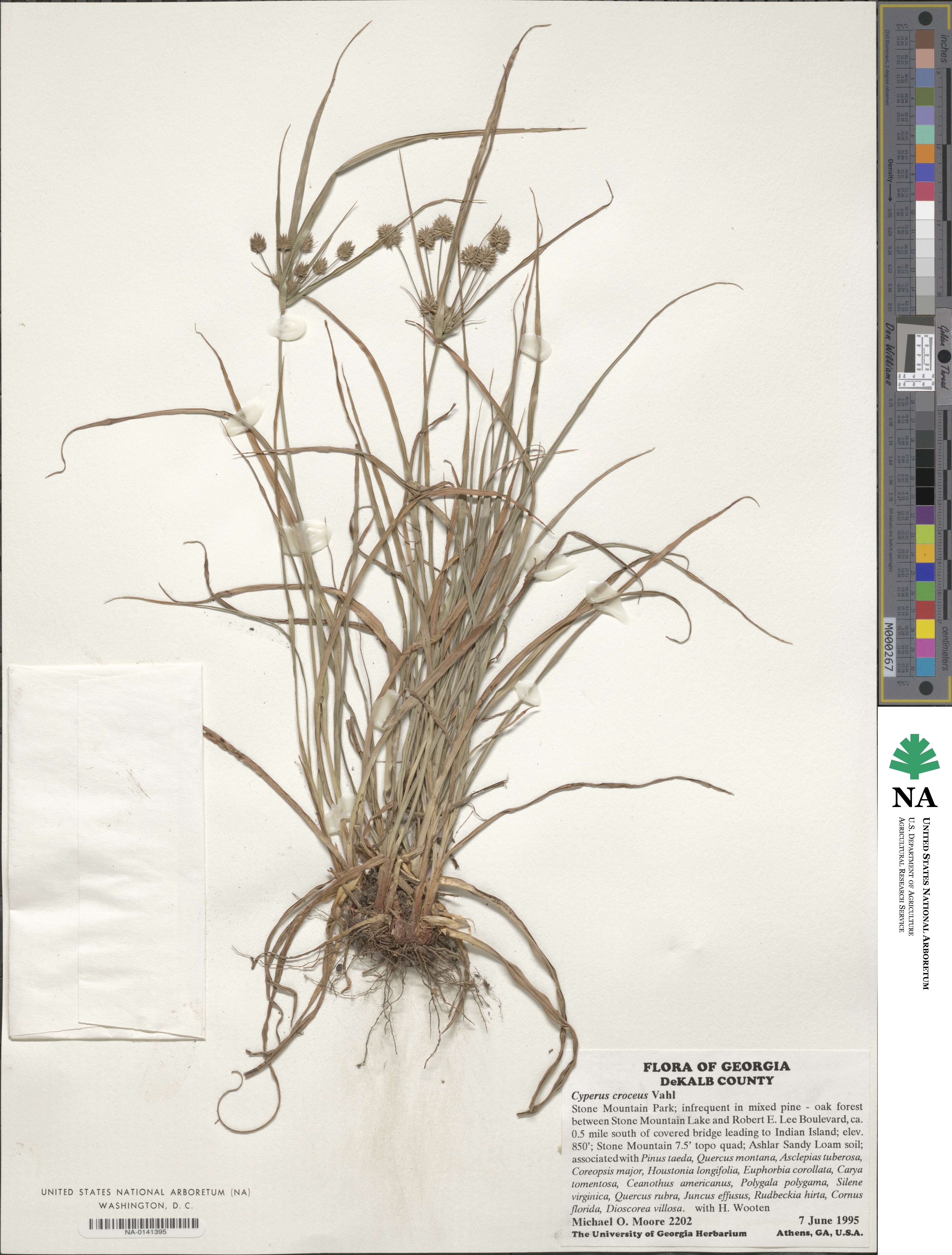 Cyperus croceus image