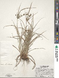 Cyperus croceus image