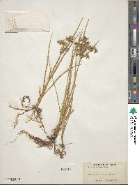 Cyperus dentatus image