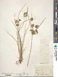 Cyperus dentatus image