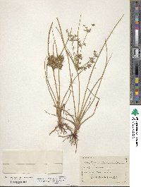 Cyperus dentatus image
