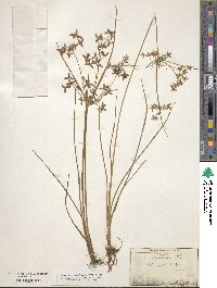 Cyperus dentatus image