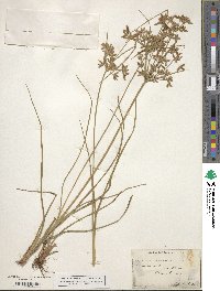 Cyperus dentatus image